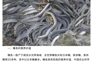 中国鳗鱼养殖业市场现状分析